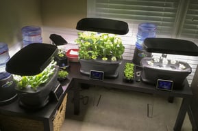 aerogarden