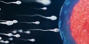 Sperm-and-egg-fertilization