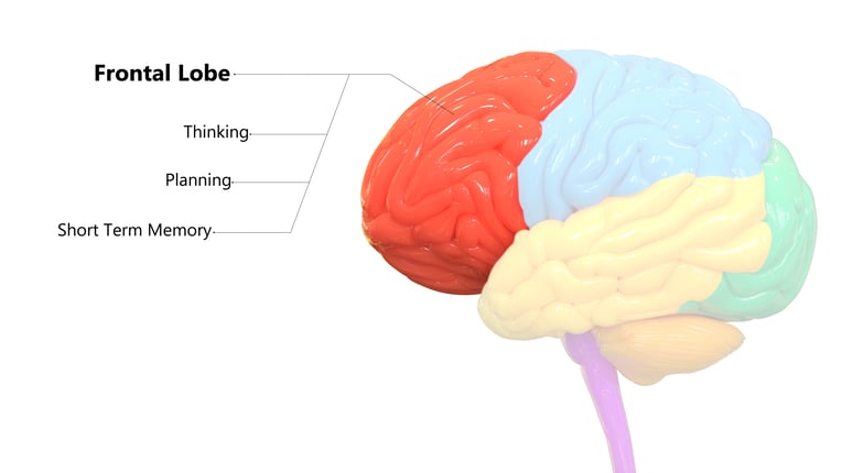 Frontal-Lobe-Structure
