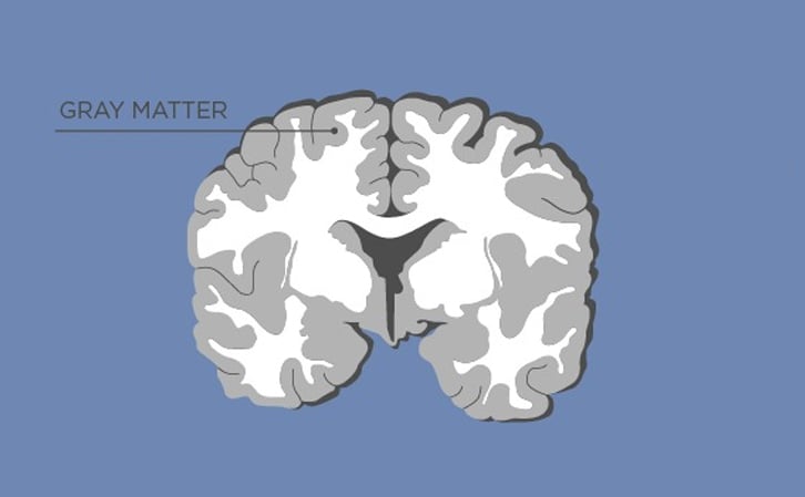 where-grey-matter-is-located-in-brain