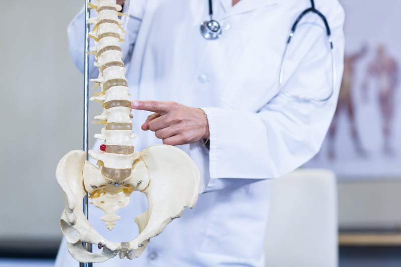 Medical Professional Pointing to Spinal Cord - Spinal Cord Anatomy - The Basics