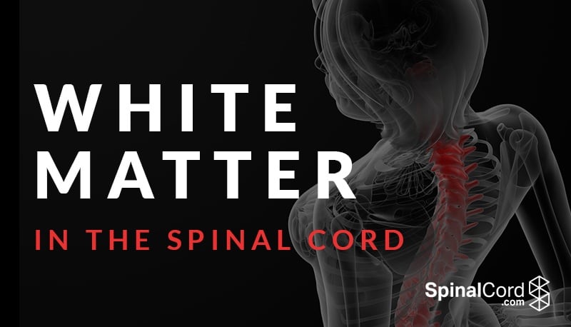 The white matter of discount the spinal cord contains