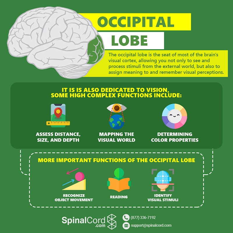 Infographic-Occipital-Lobe-min