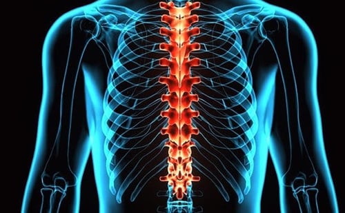 thoracic spine