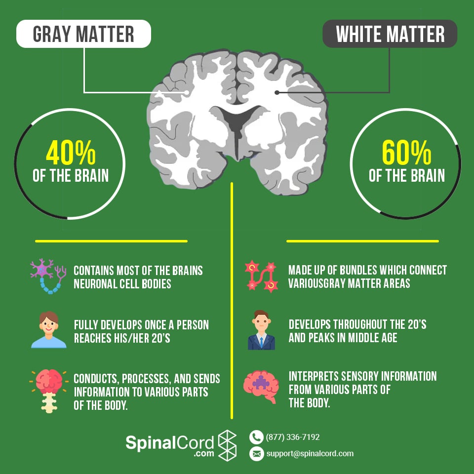 onbetaald Bladeren verzamelen Beperken Grey Matter vs White Matter in the Brain