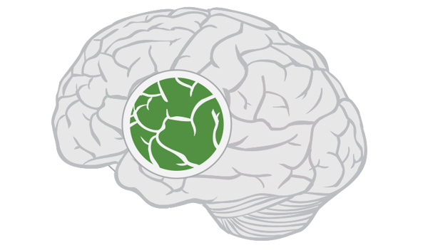 Insular Cortex