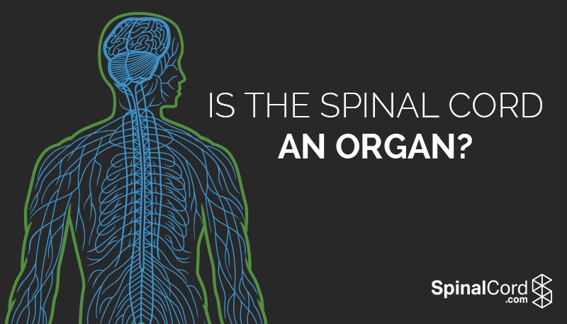 Is the Spinal Cord an Organ?