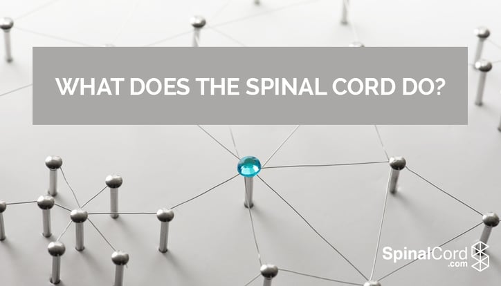 What_Does_The_Spinal_Cord_Do_Blog_IMG.jpg