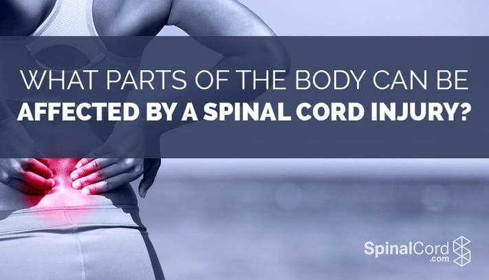 What_Parts_of_the_Body_Can_Be_Affected_by_a_Spinal_Cord_Injury.jpg