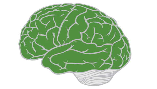 lobes of the brain