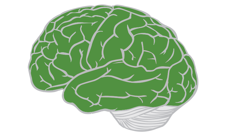 brain-lobes