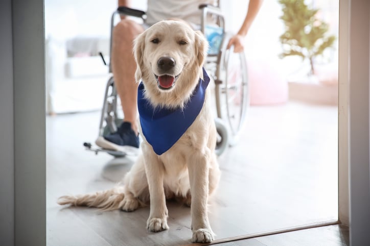 service dog and man in wheelchair