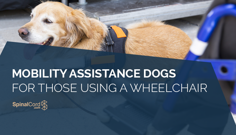Mobility-Assistance-Dogs-for-Those-Using-a-Wheelchair.png